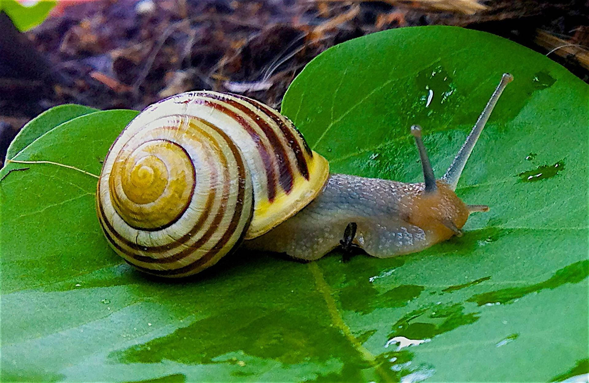 Yellow Brown Snail Background