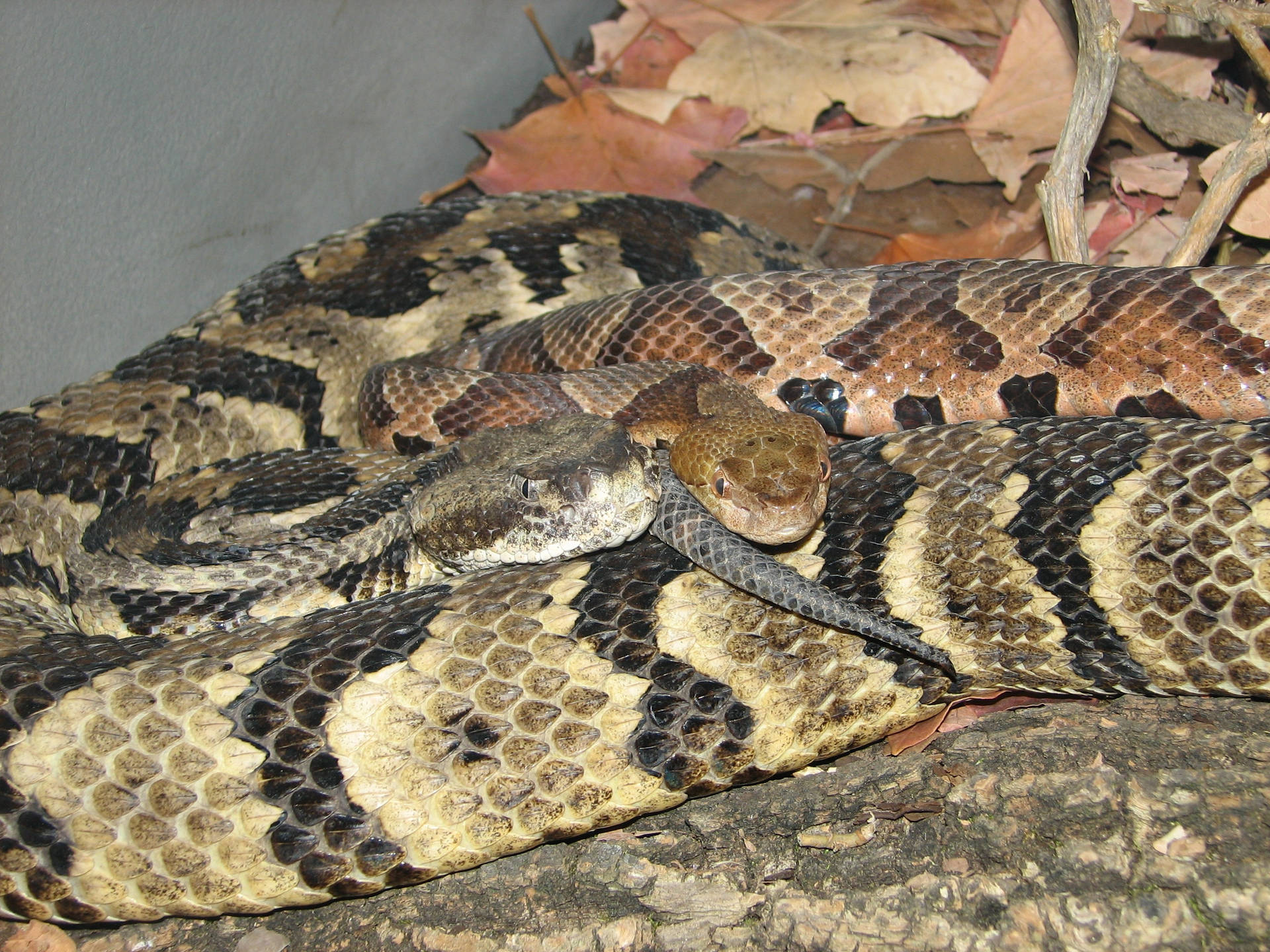 Yellow Brown Timber Rattler Snake Background