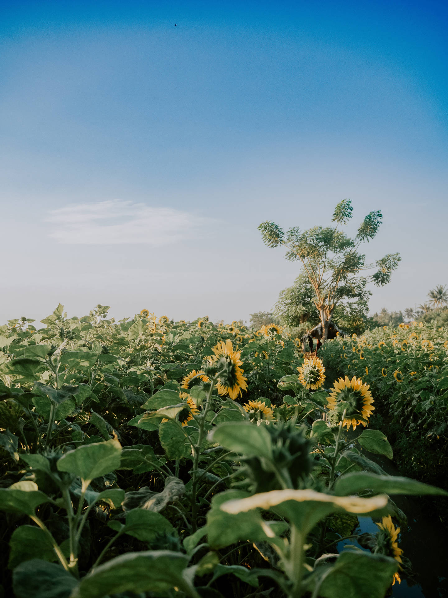 Yellow Bunga Field Background