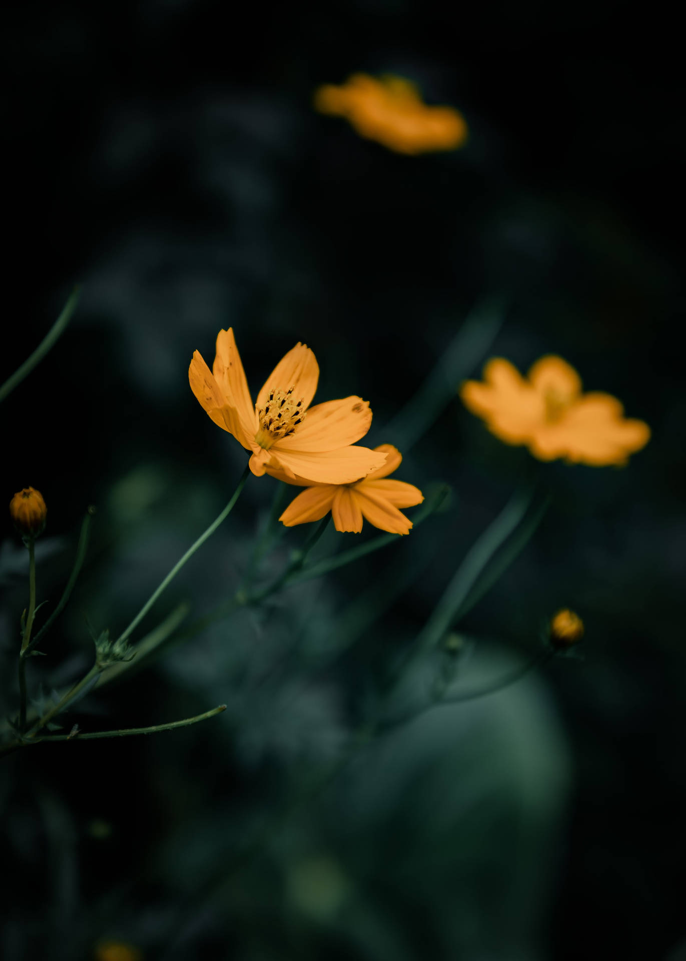 Yellow Bush Flowers Iphone X Nature Background