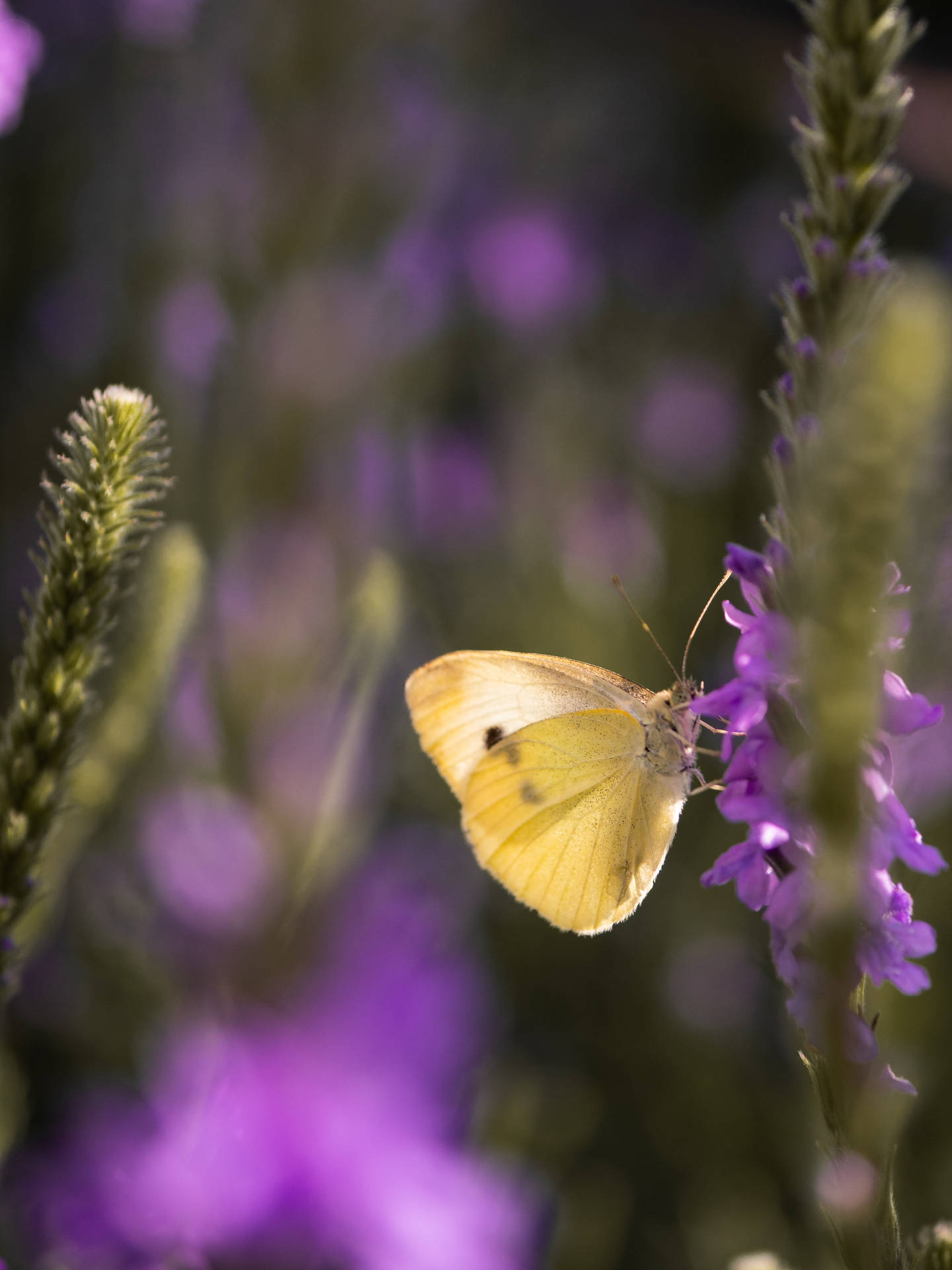 Yellow Butterfly On Purple Flower Bud Background
