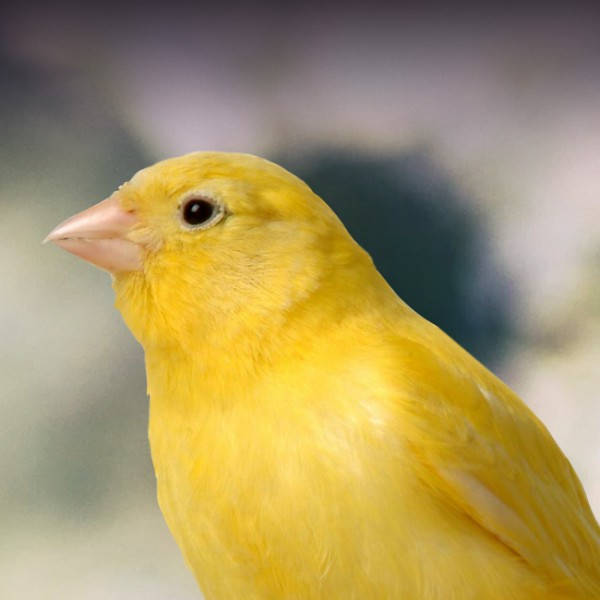 Yellow Canary Bird Half Body Background