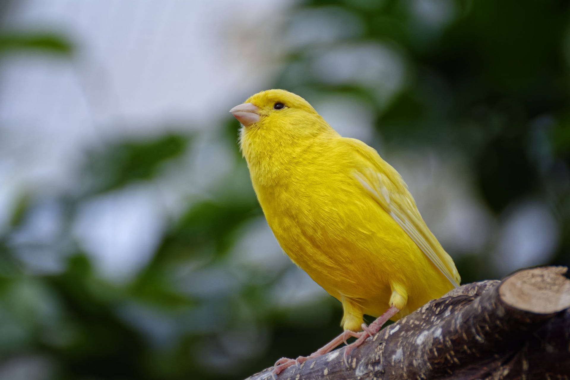 Yellow Canary Bird In Focus Background