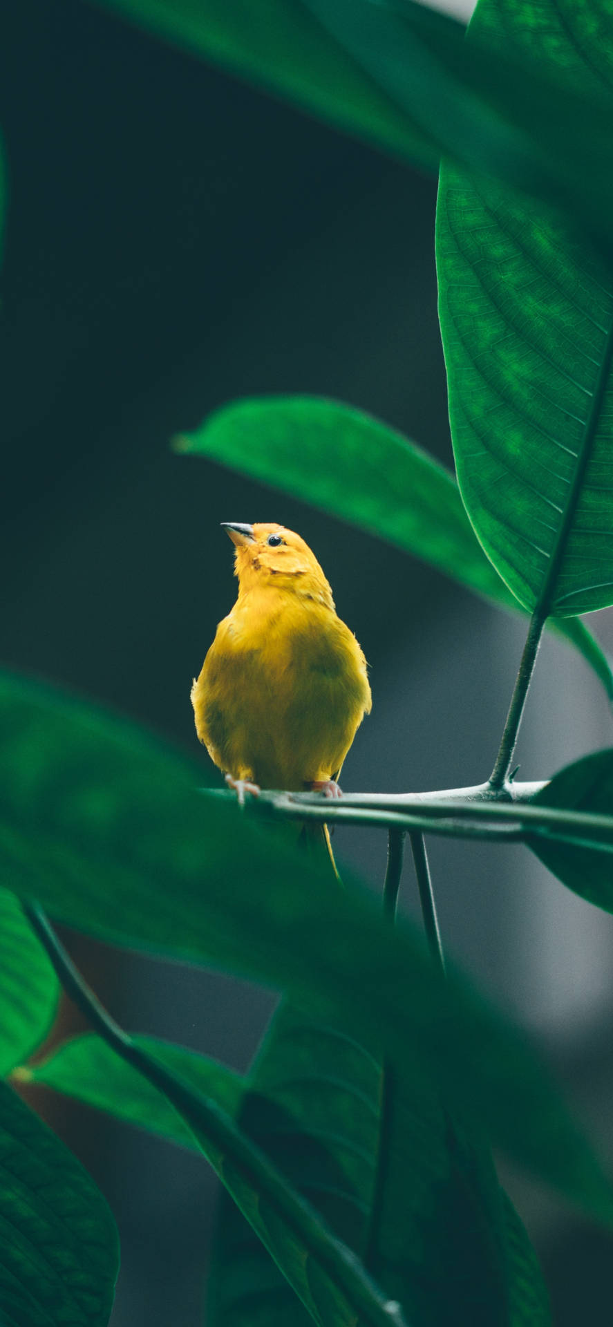 Yellow Canary Bird In Focus Background