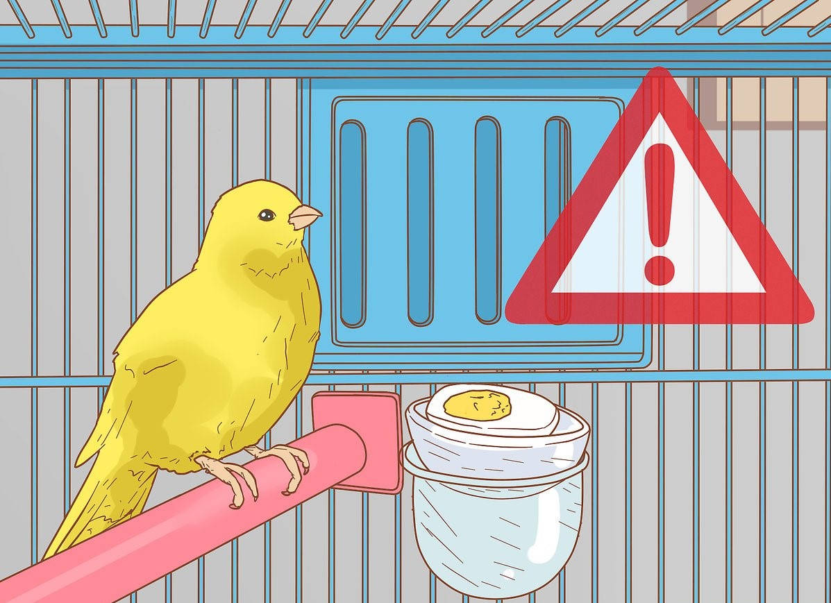 Yellow Canary Bird In Graphic Background