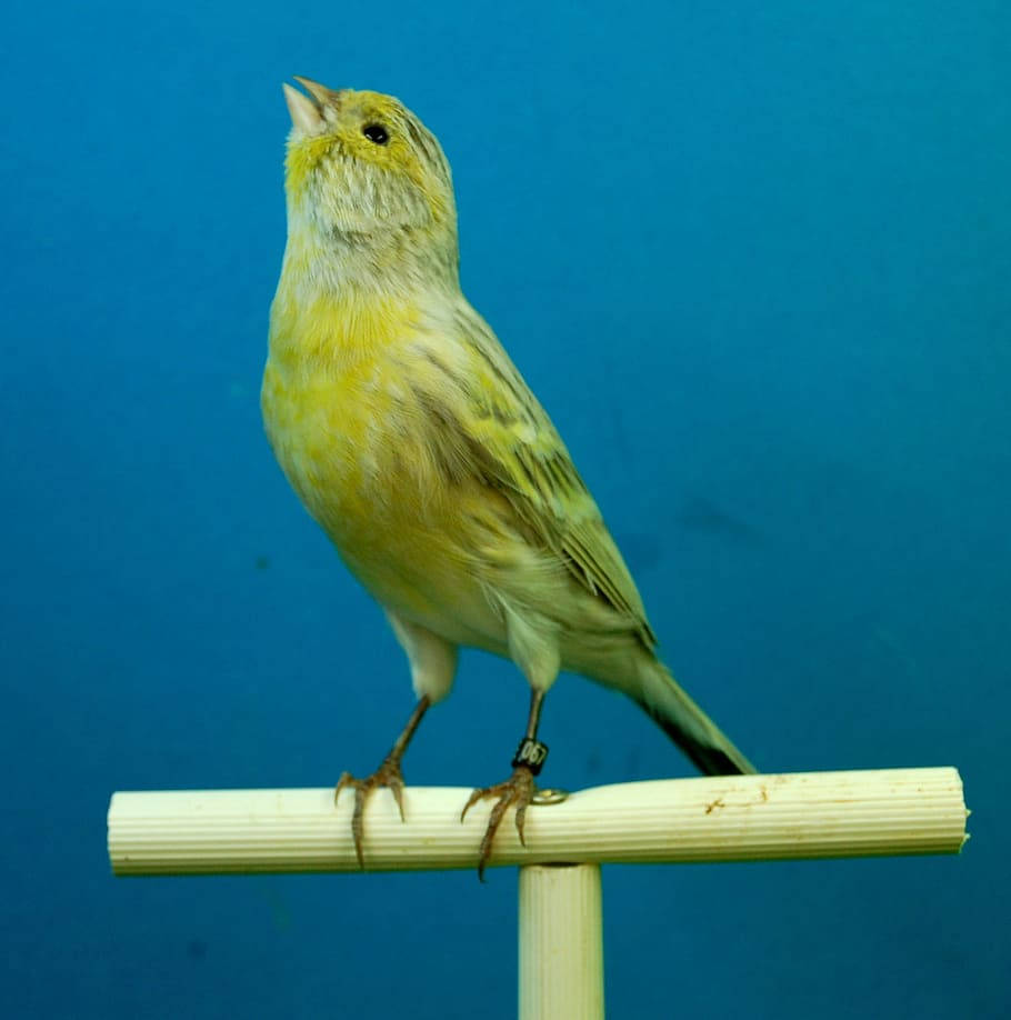 Yellow Canary Bird On Bark Background