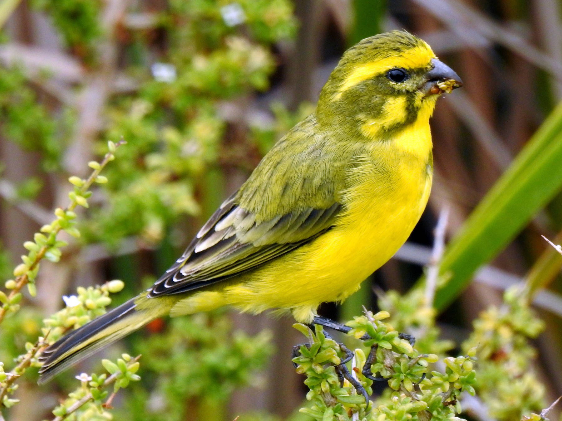 Yellow Canary Bird On Branch Background