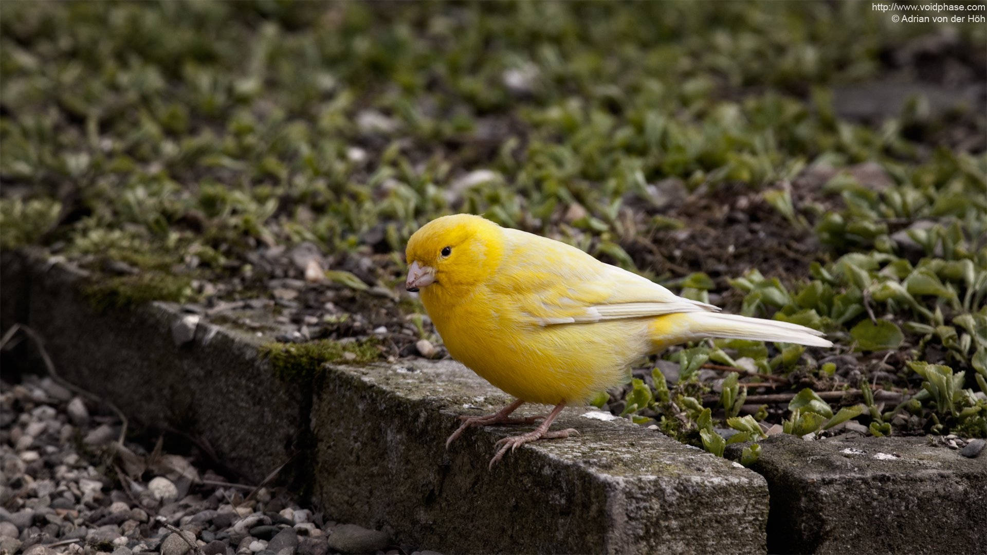 Yellow Canary Bird On Cement Block Background