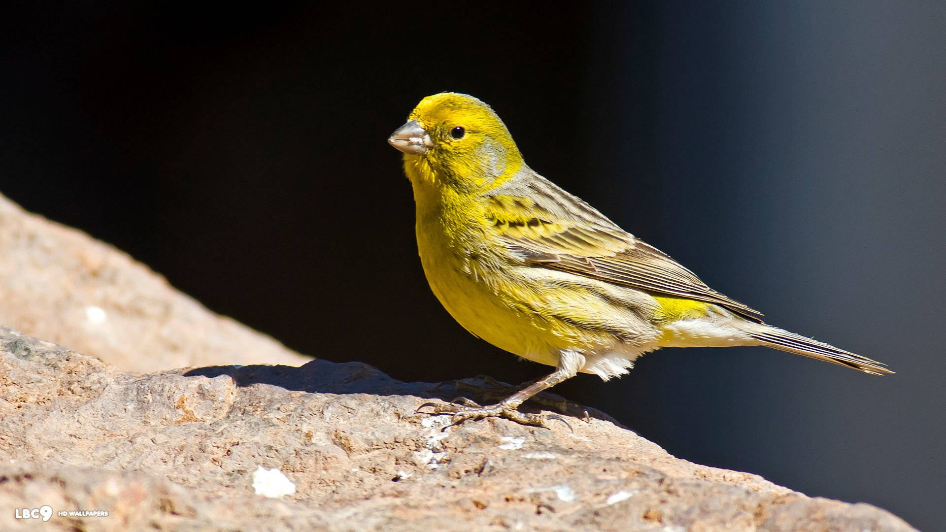 Yellow Canary Bird On Cliff Background