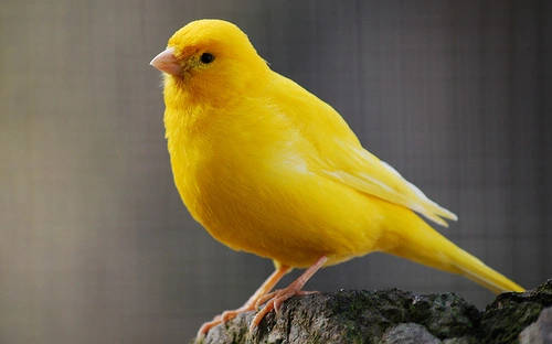 Yellow Canary Bird On The Rocks Background