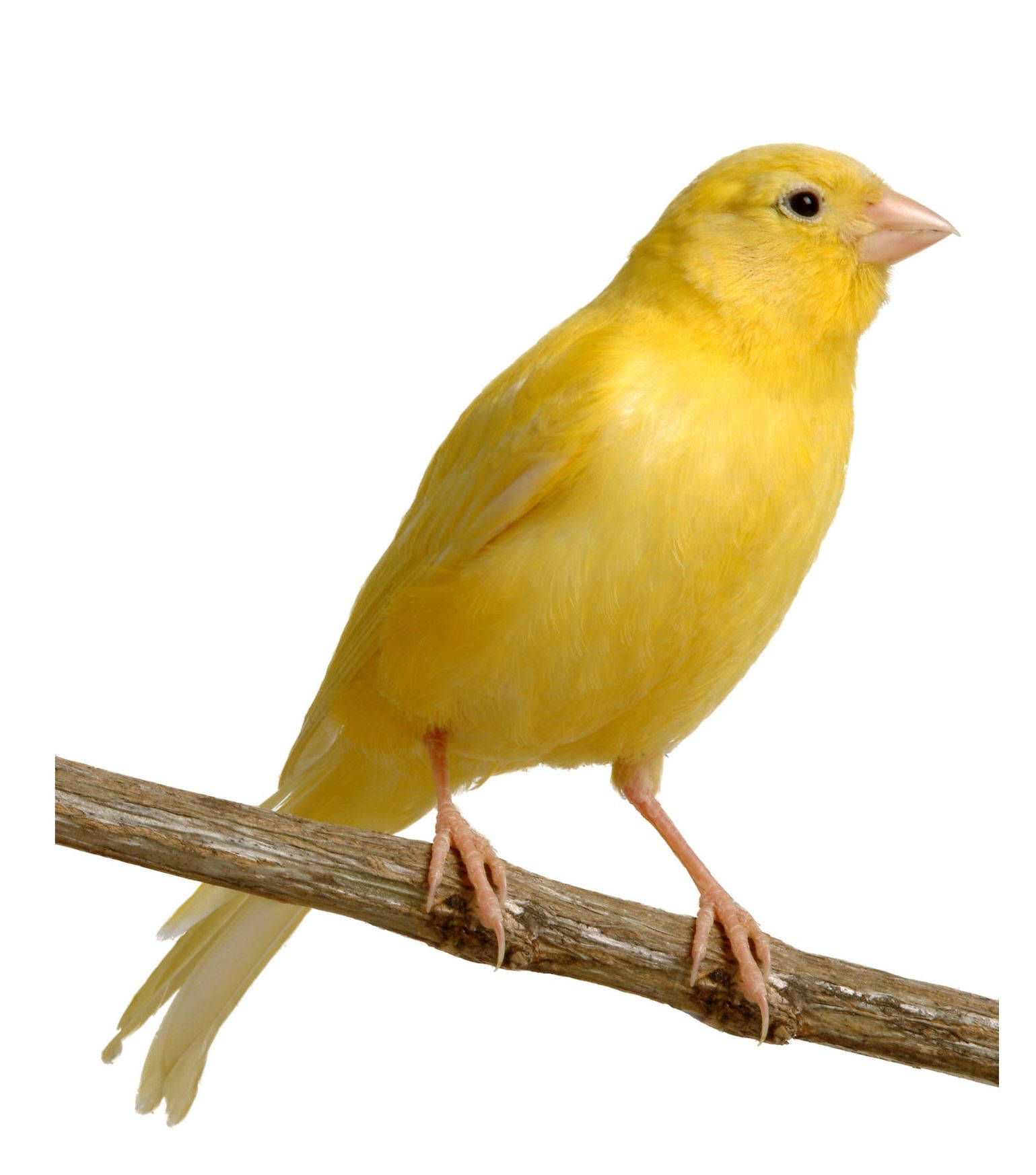 Yellow Canary Bird On Wooden Branch Background