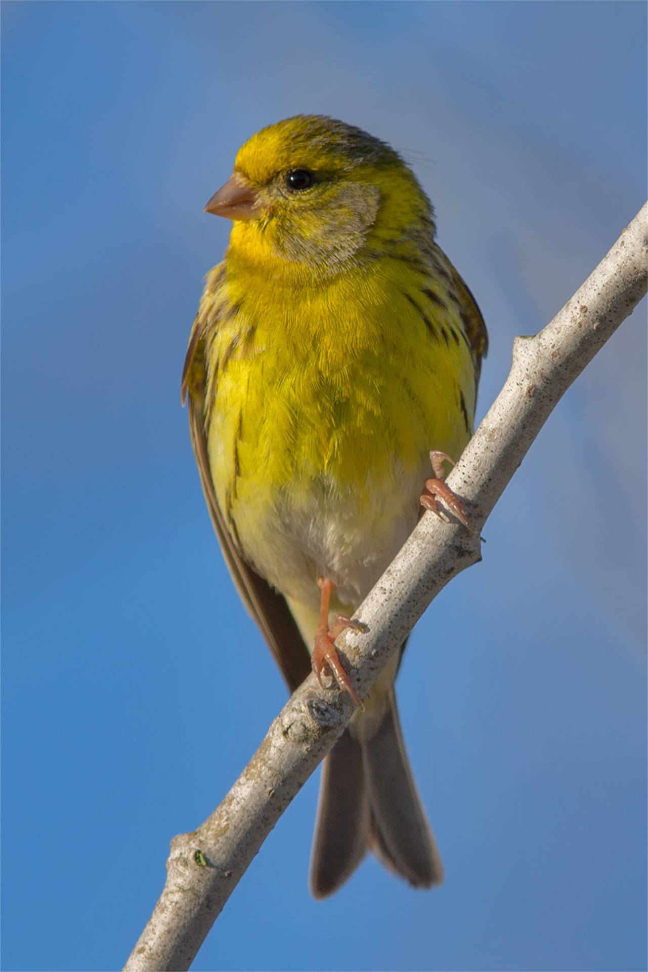 Yellow Canary Bird On Wooden Branch Background