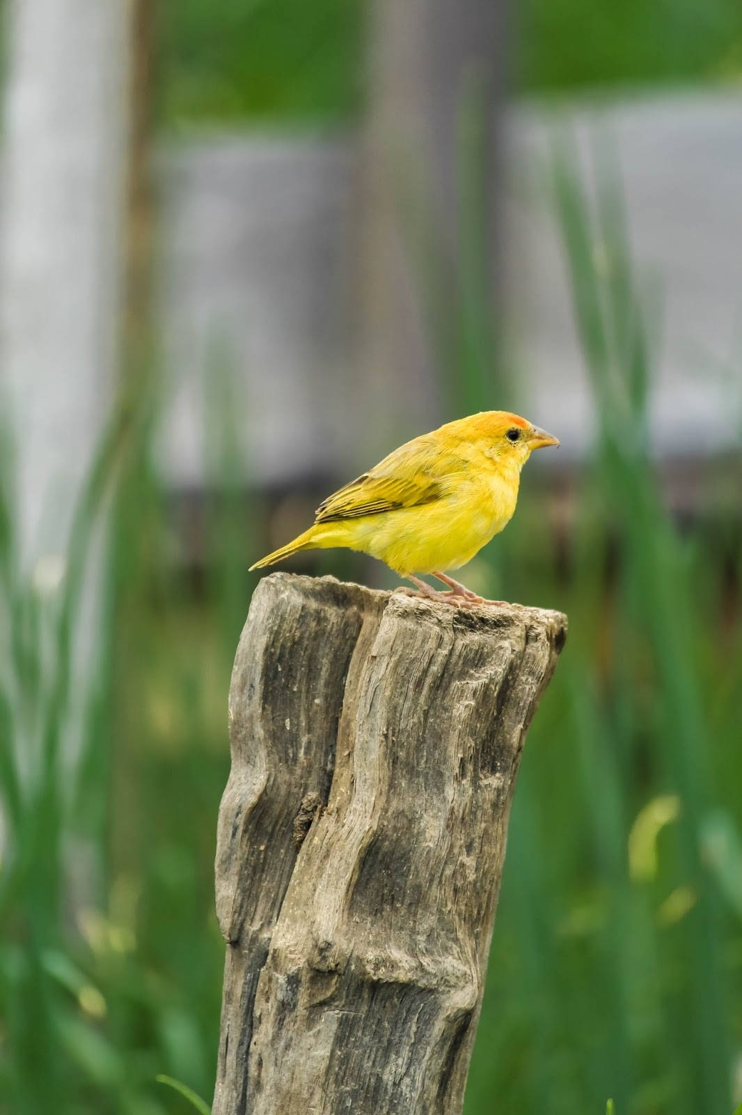 Yellow Canary Bird On Wooden Log Background