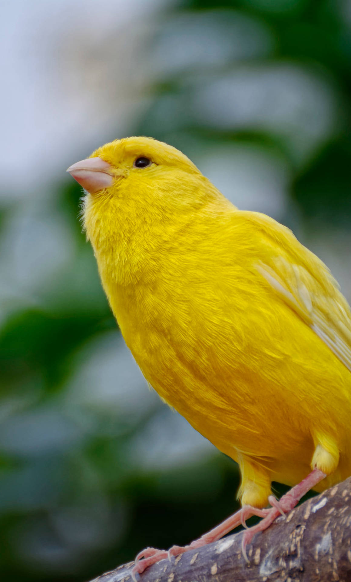 Yellow Canary Bird Up Close Background