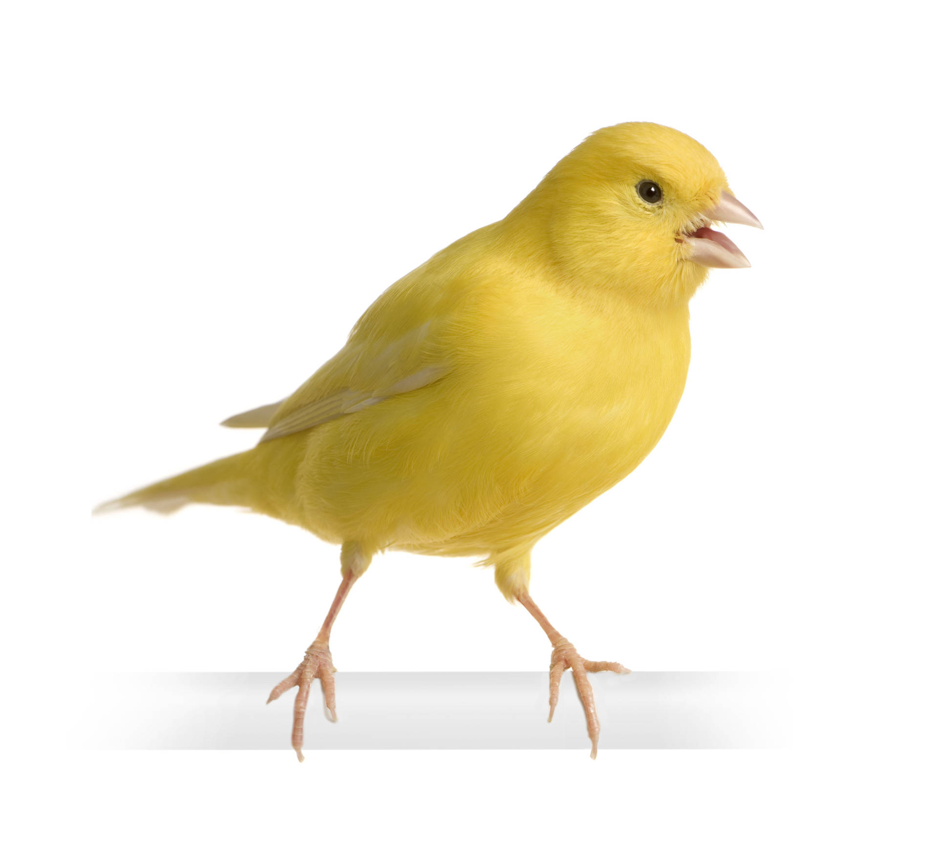 Yellow Canary Bird Background