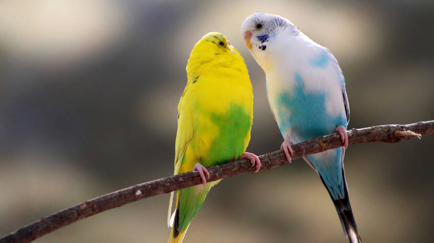 Yellow Canary Bird With A Parrot