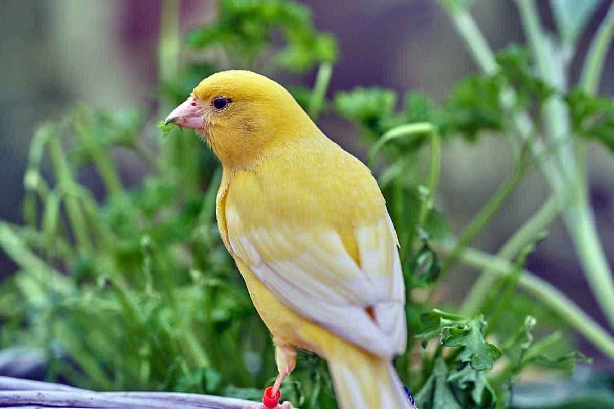 Yellow Canary Bird With White Wings Background