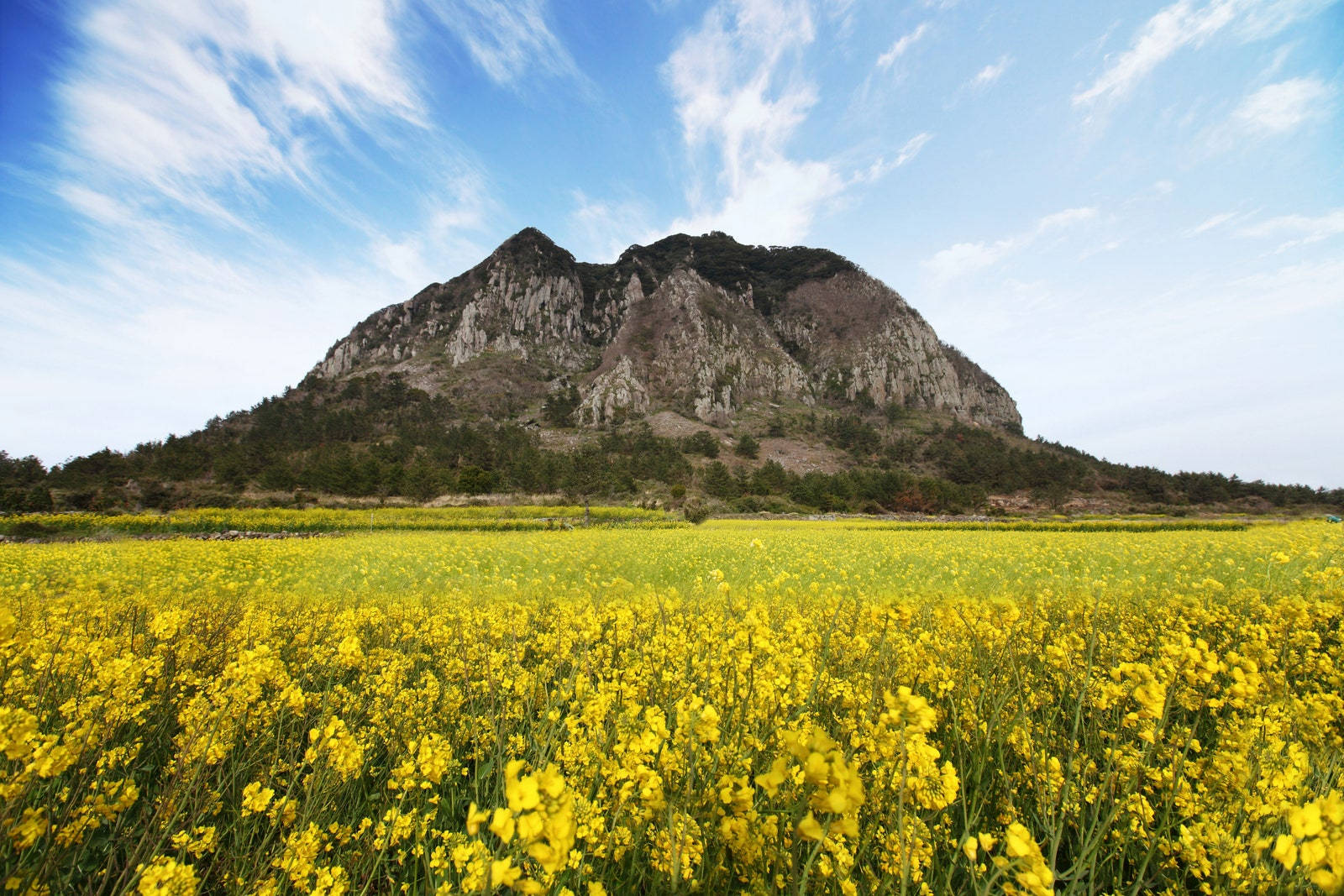 Yellow Canola Flower Field Background