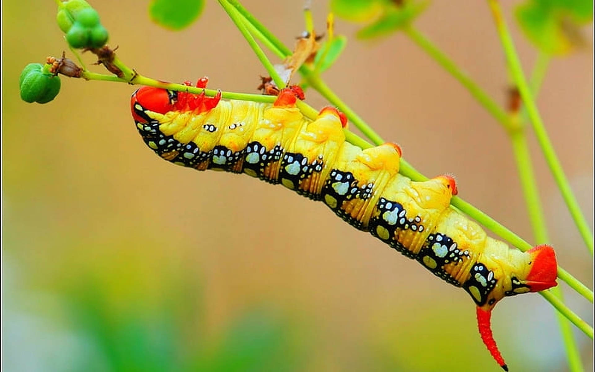 Yellow Caterpillar Insect Hanging