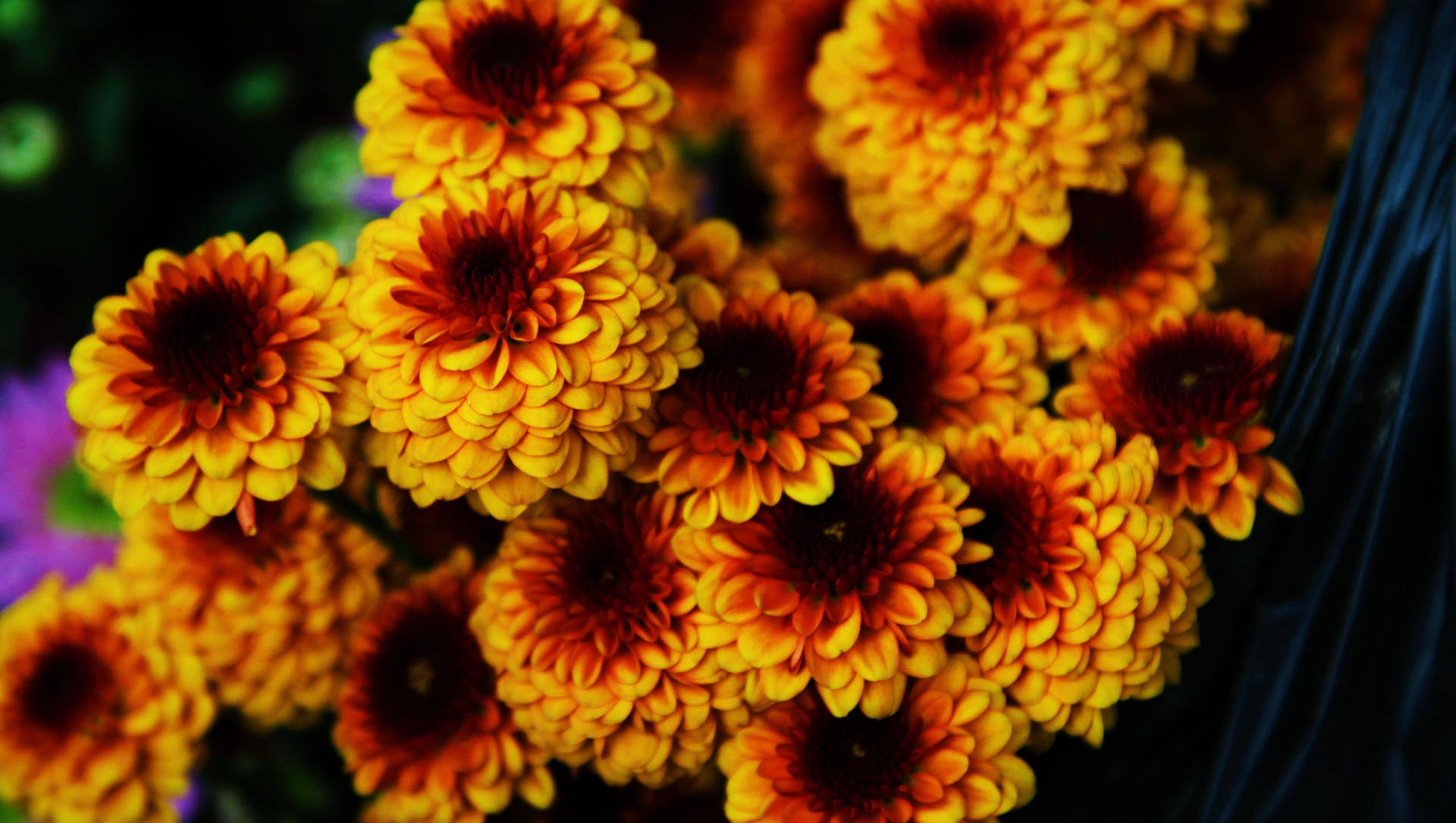 Yellow Chrysanthemums Full Screen 4k Flowers Background