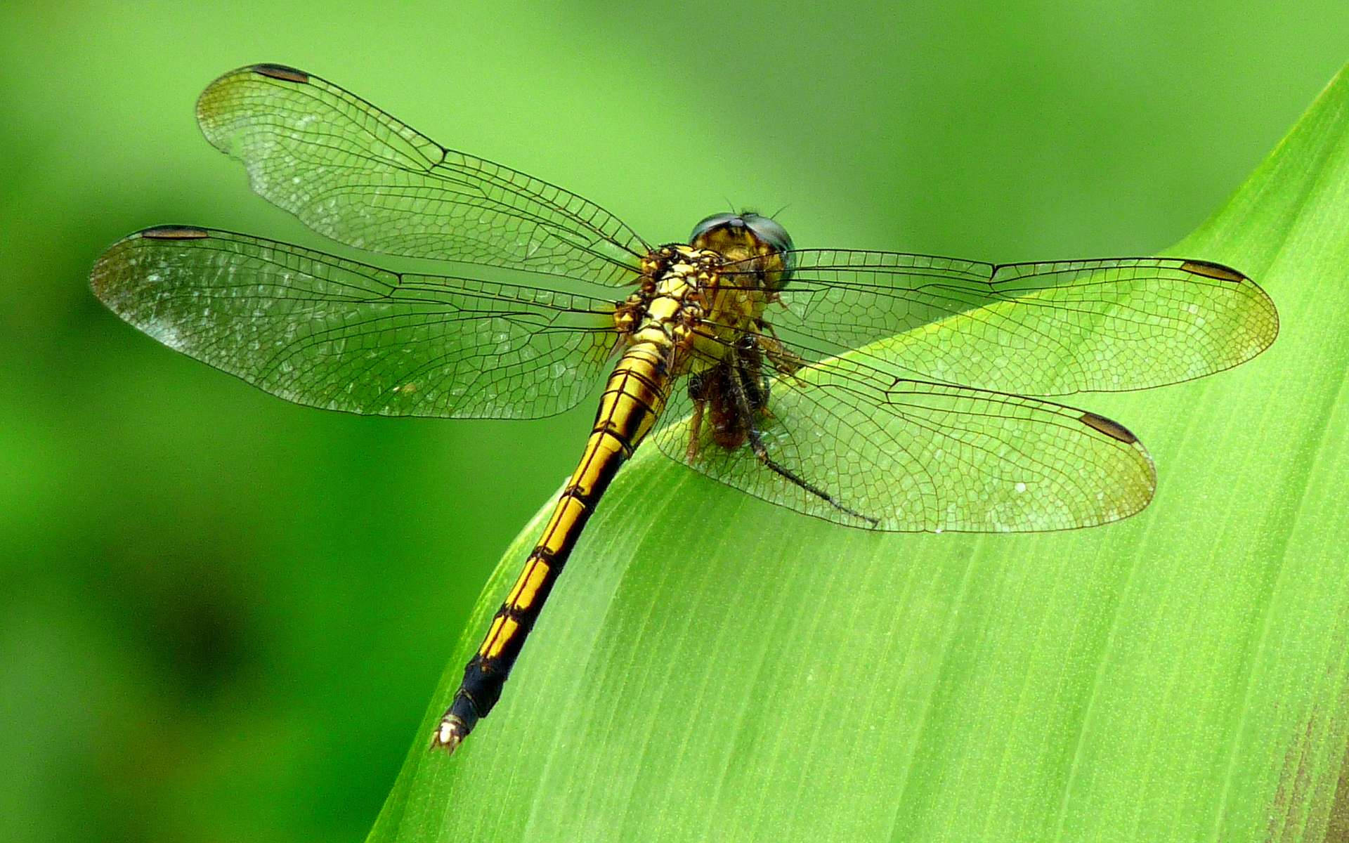 Yellow Common Clubtail Dragonfly Background