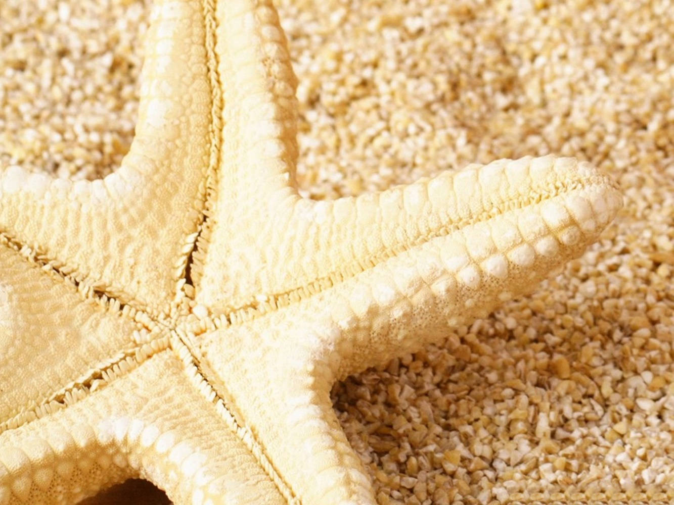 Yellow Corn Starfish Background