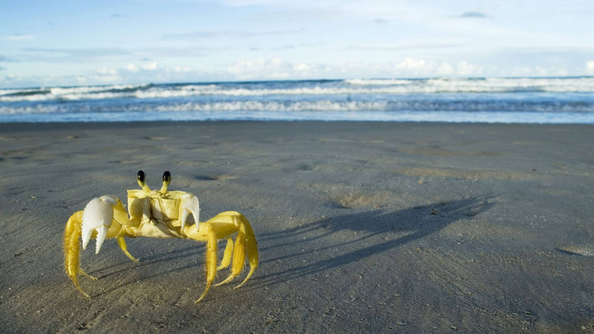 Yellow Crab In Beach Background