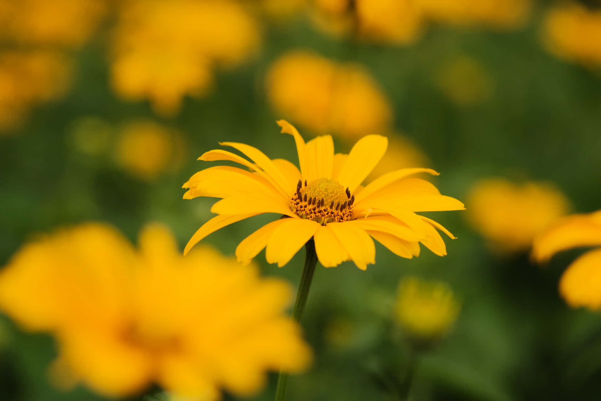 Yellow Cute Flower Background