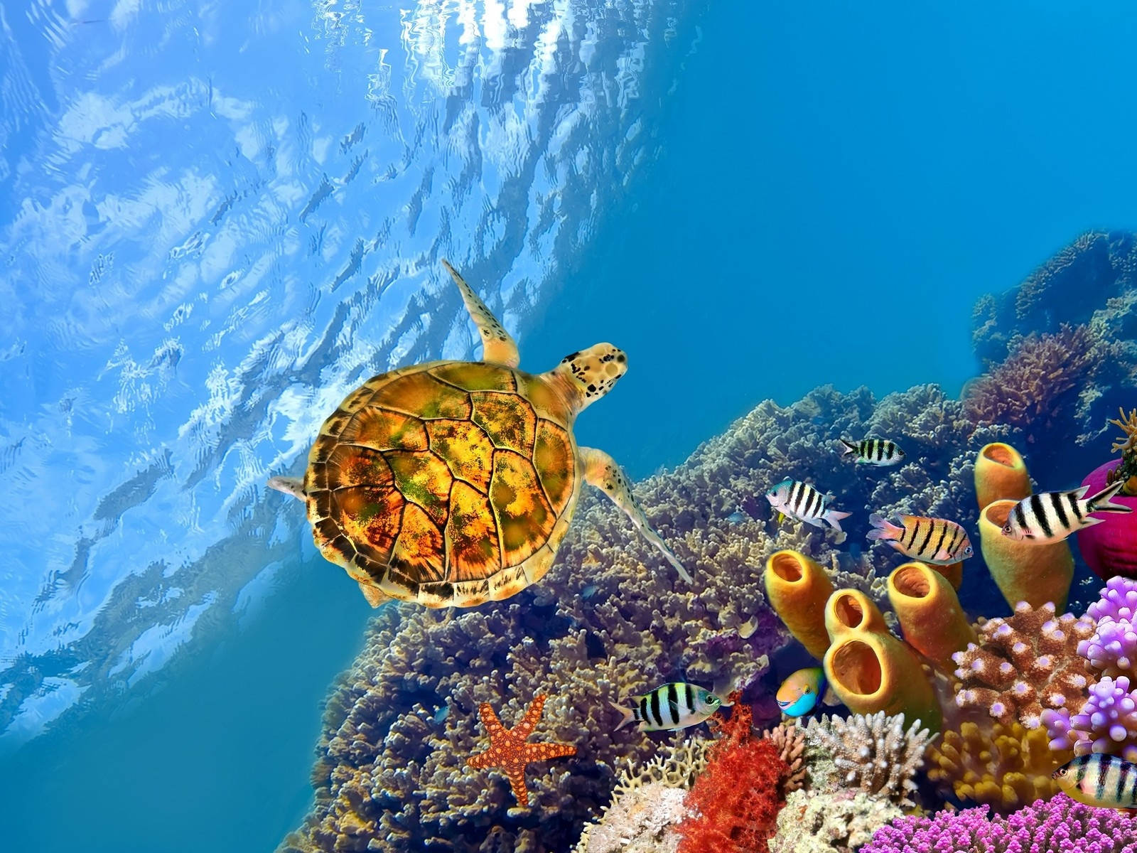 Yellow Cute Turtle With Coral Reef Background