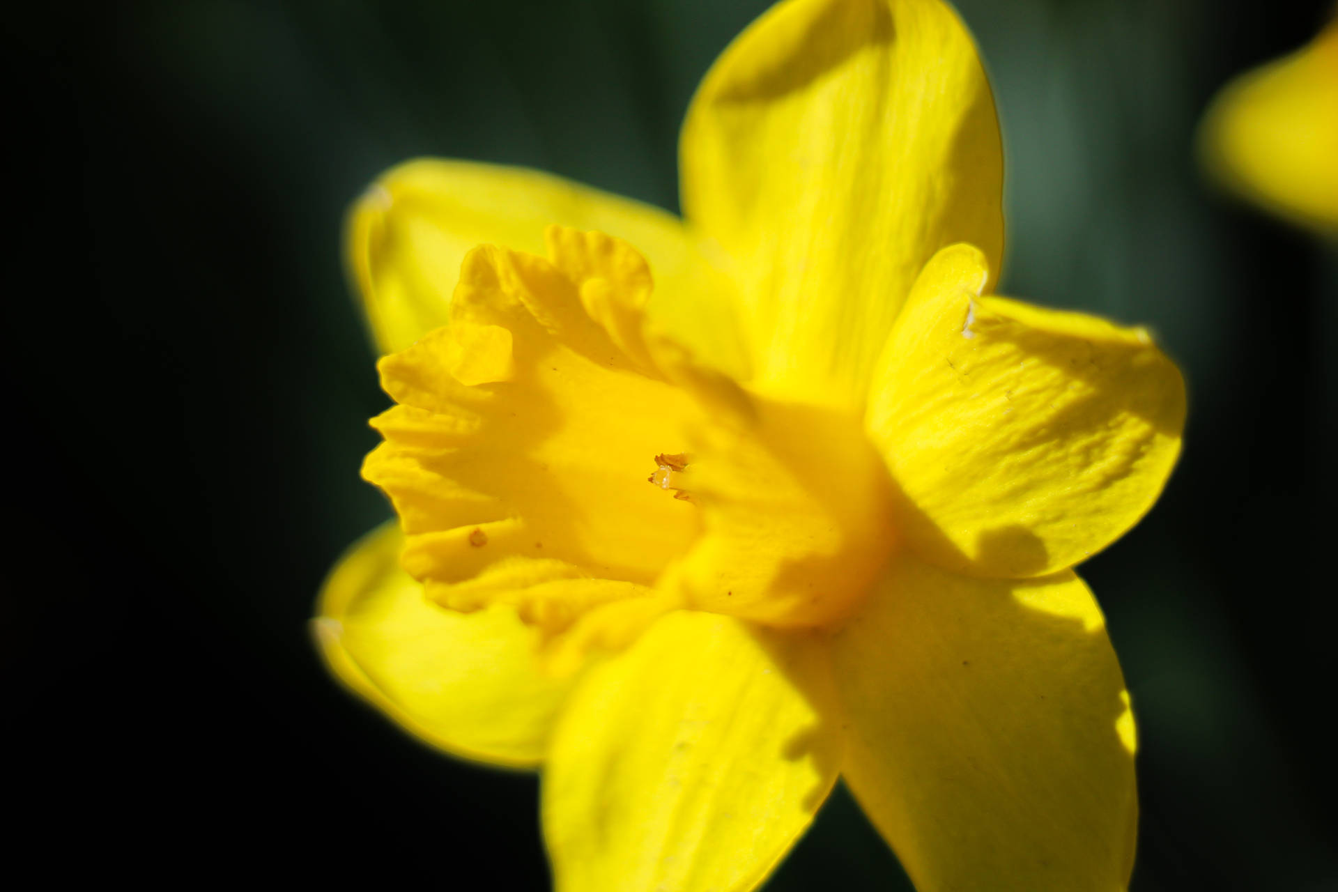 Yellow Daffodil Close Up Shot Background