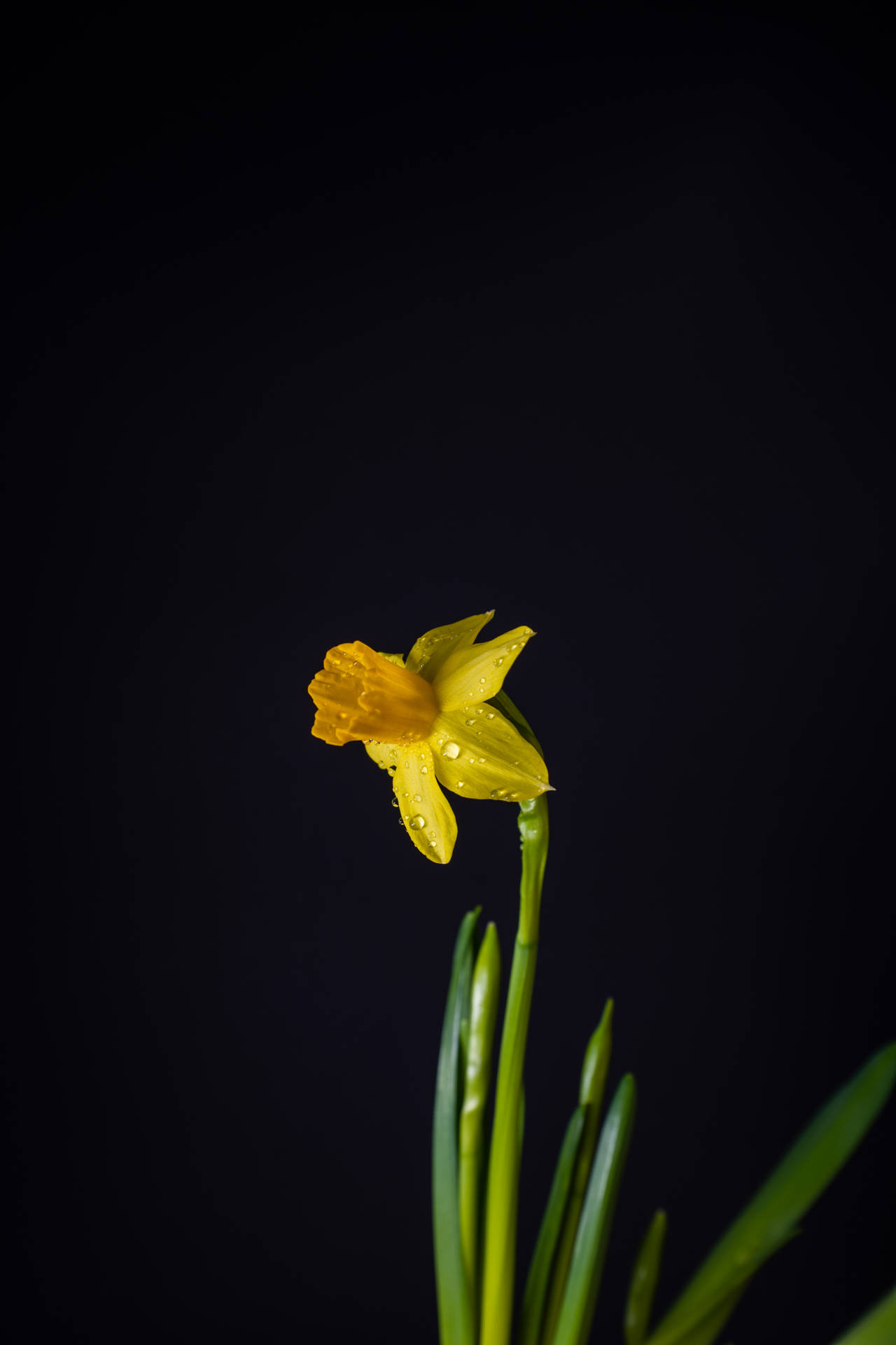 Yellow Daffodil In Black Backdrop Background