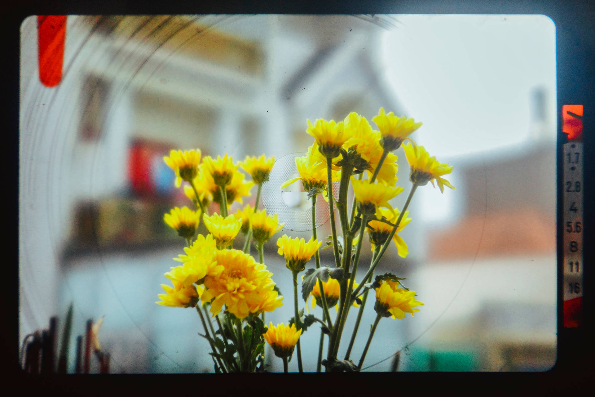 Yellow Daffodils Aesthetic Photography Background