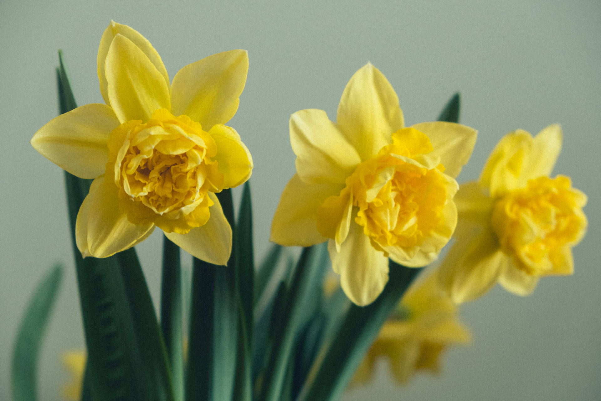 Yellow Daffodils Close Up Shot Background