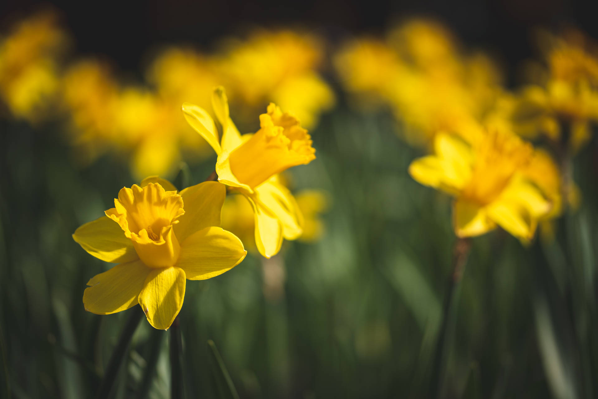 Yellow Daffodils During Daytime Background