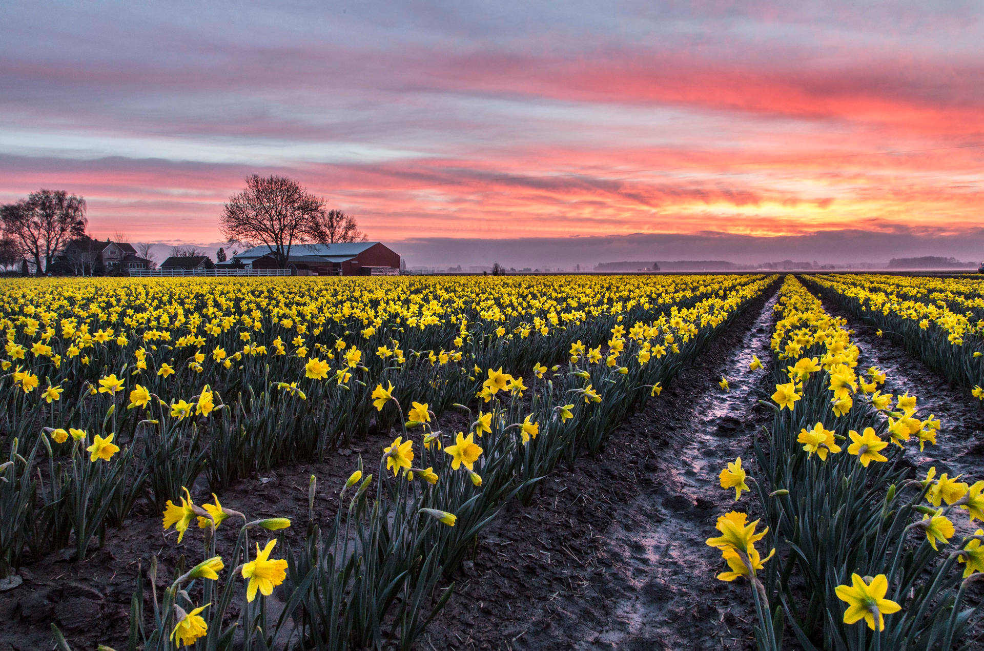 Yellow Daffodils Flower Field Background