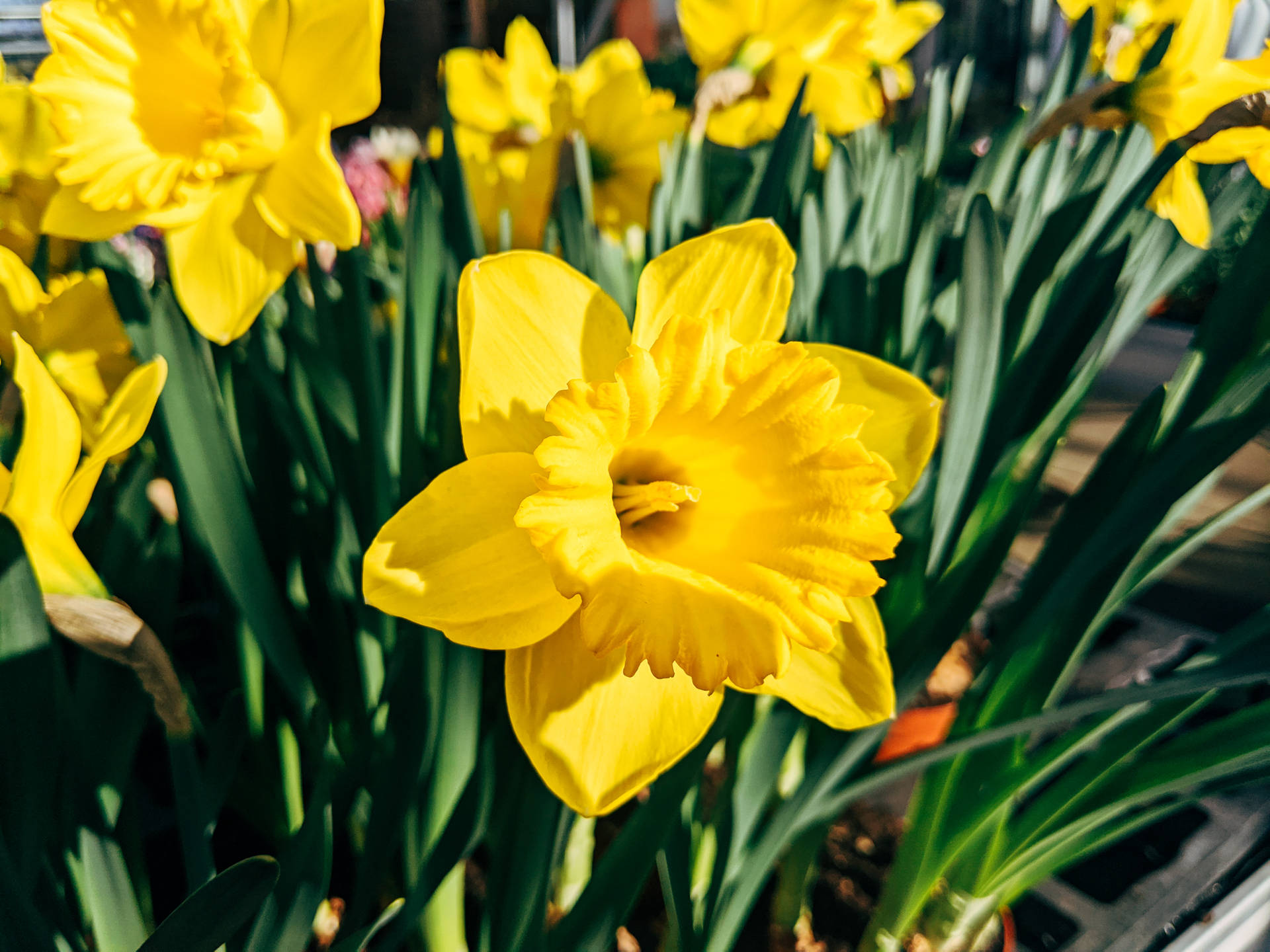Yellow Daffodils In Springtime Background