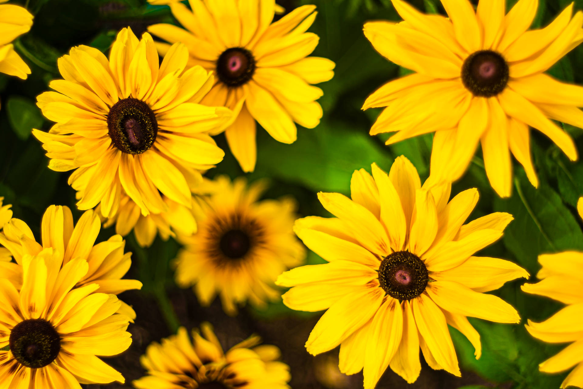 Yellow Daisies Picture Background