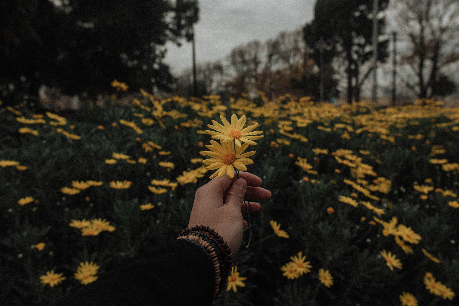 Yellow Daisy Field Pfp Aesthetic Background Background