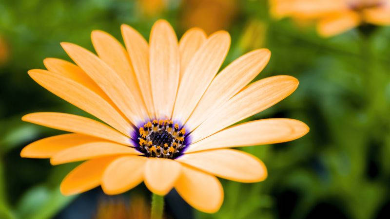 Yellow Daisy Flower 4k