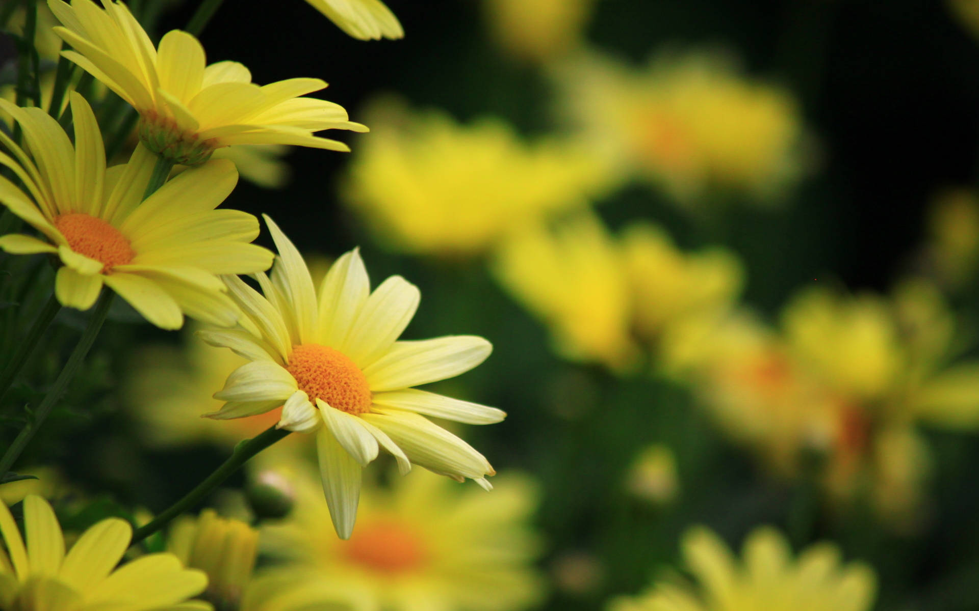 Yellow Daisy Flowers Background