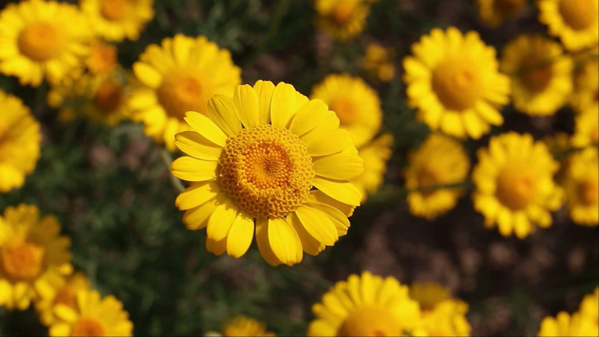 Yellow Daisy Flowers Laptop Background