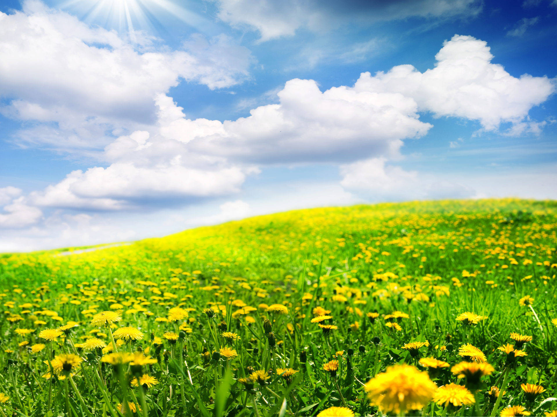 Yellow Dandelions In Beautiful Spring Background