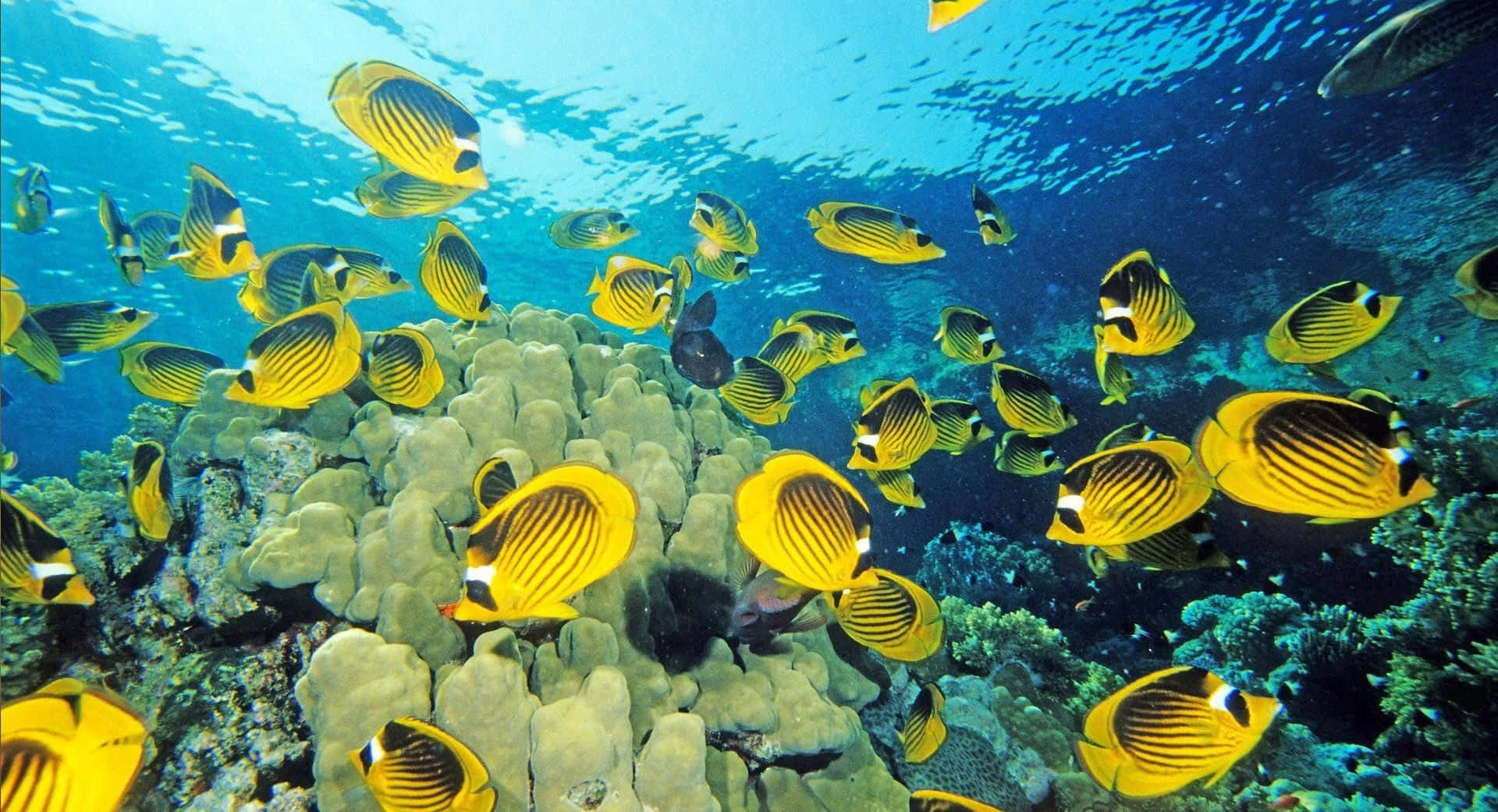 Yellow Diagonal Butterflyfish Desktop