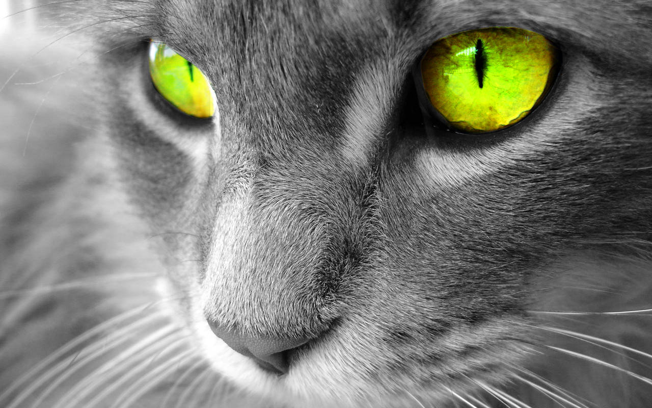 Yellow-eyed Beautiful Cat