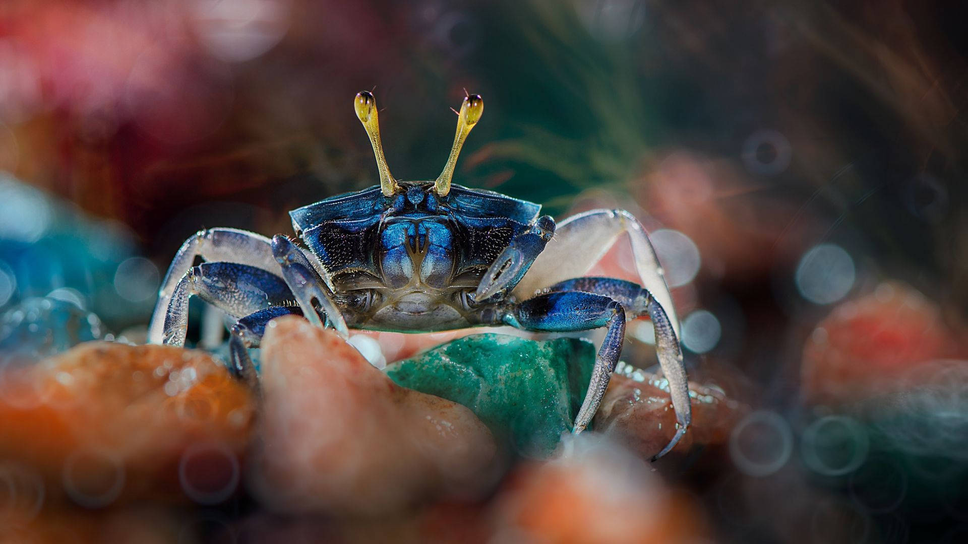 Yellow-eyed Blue Crab Background