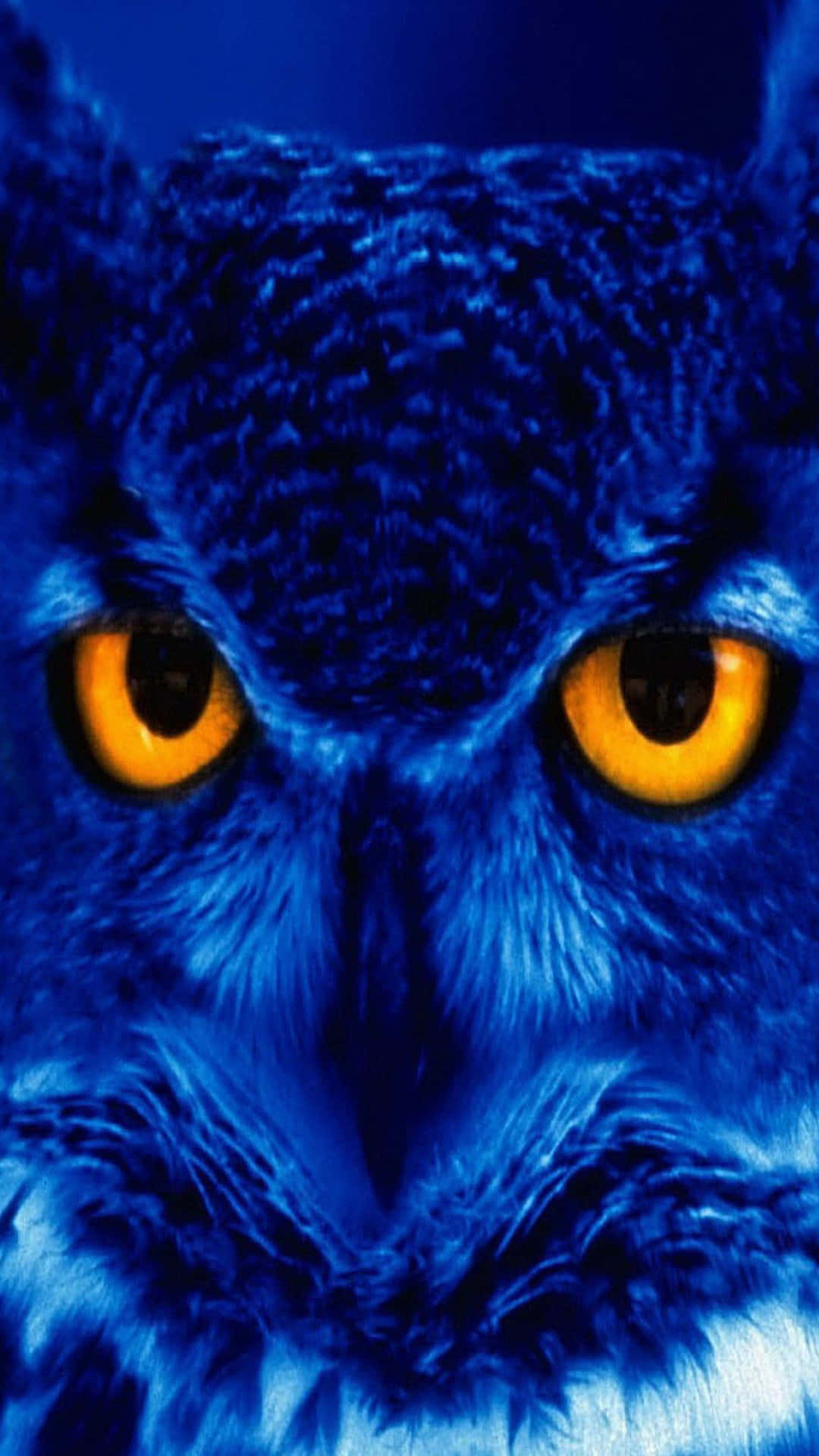 Yellow Eyed Blue Owl Phone Tight Shot Background