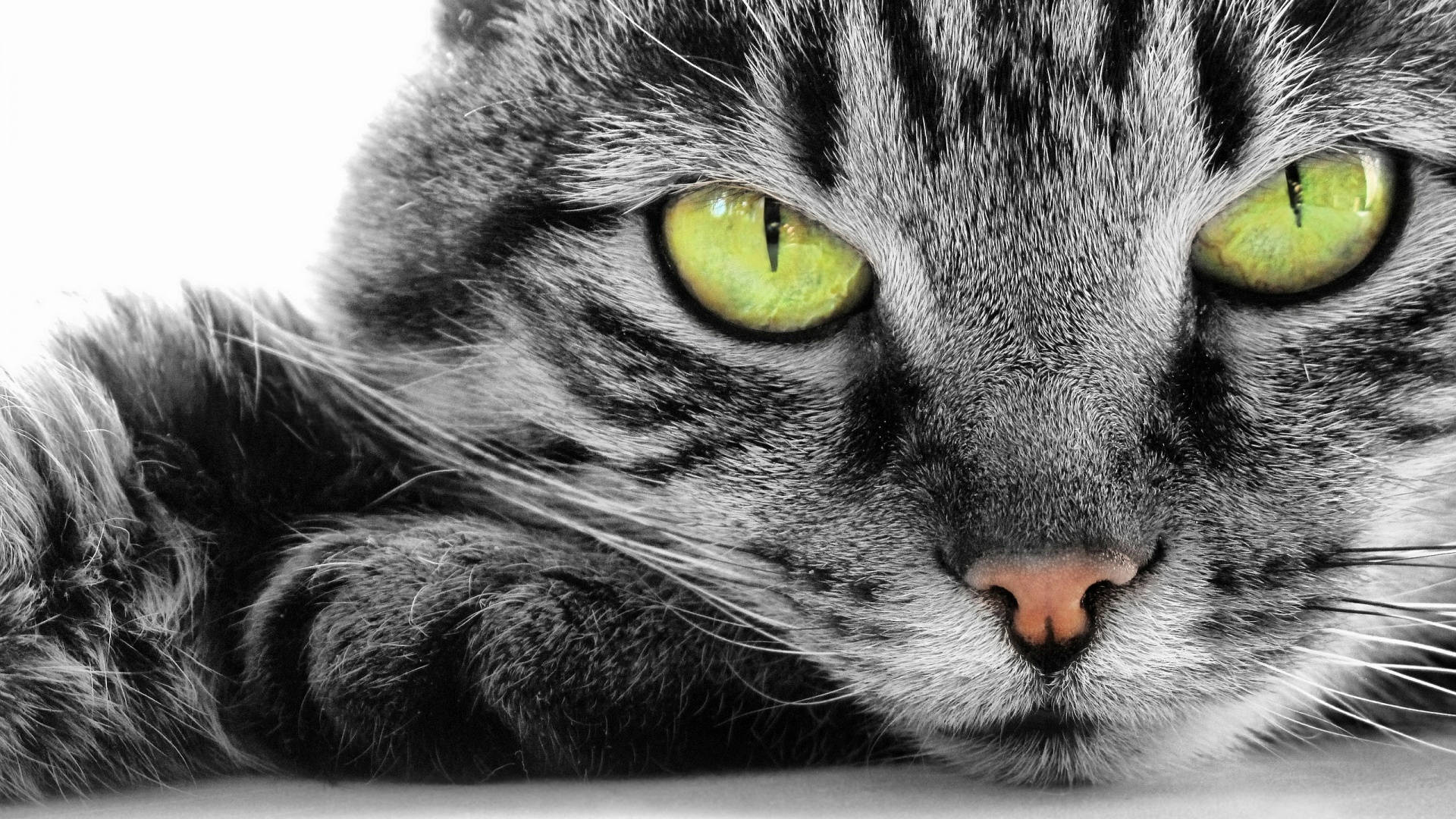 Yellow-eyed Cat Computer Background