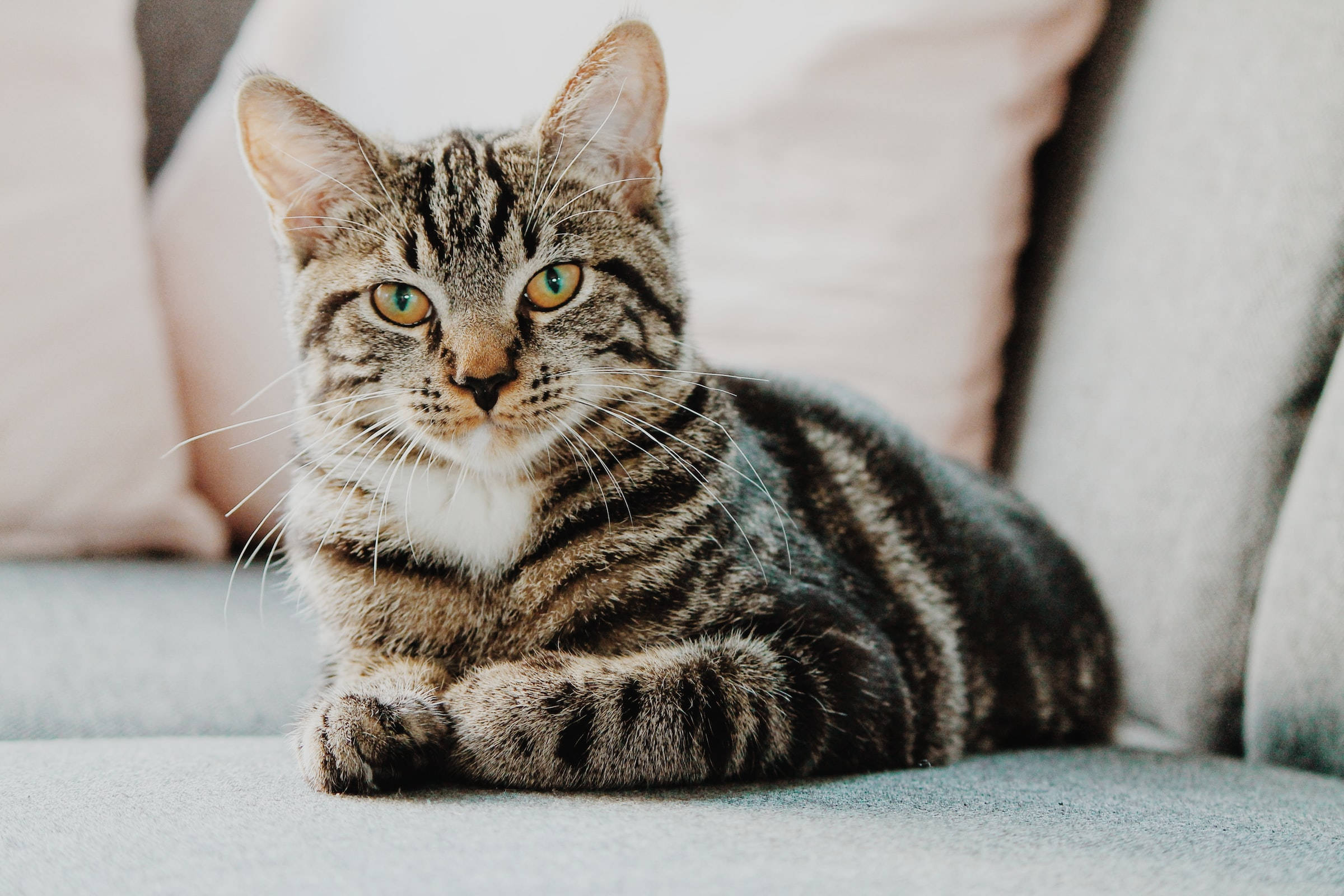 Yellow Eyed Tabby Cat Pfp Background