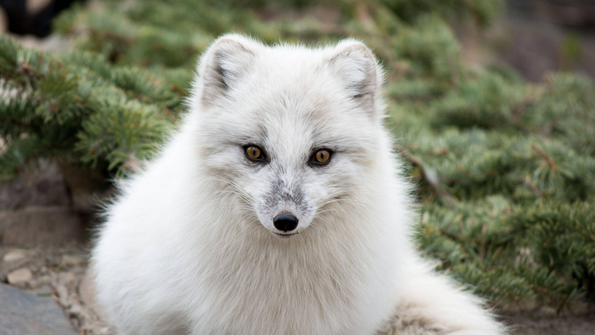 Yellow-eyed White Fox Background