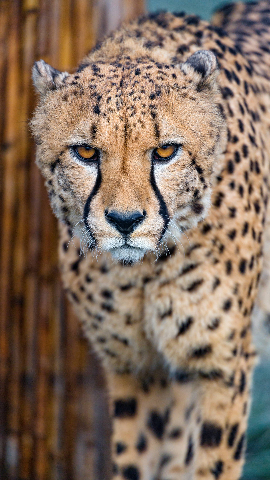 Yellow-eyed Wild Cheetah Background